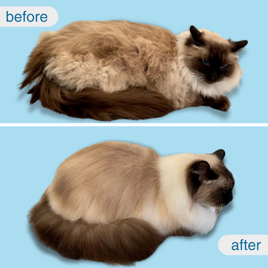 CATEVER EvoBrush™